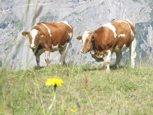 Hotel Gasthof J�ger