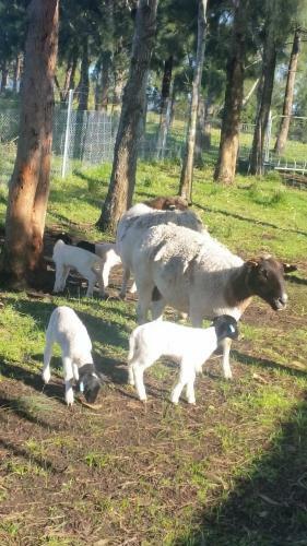 Apartamento Walsh Farm Farmstay