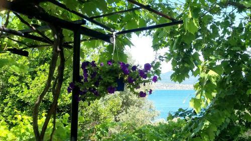 Country House Hortensia
