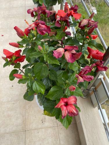 Agroturismo Stegna Hibiscus