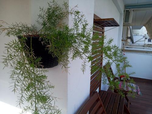 T&f Apartment