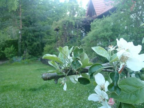 Apartamento Birchy Hills