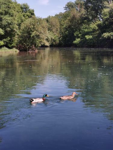 River House Arelic
