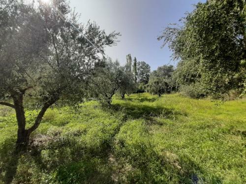 The Olive Yard House In Koroni