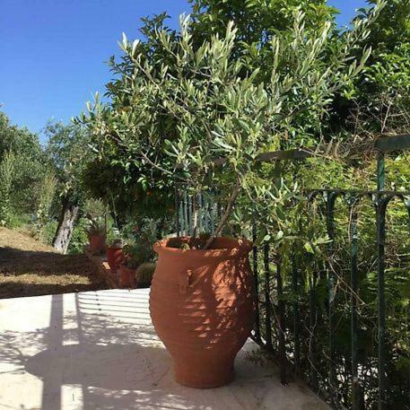Apartamento Artemis Pelekas Corfu