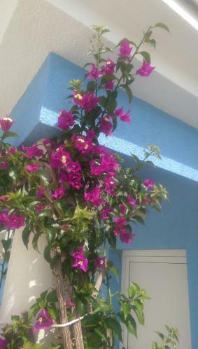 Apartamentos Holiday Home Ankica