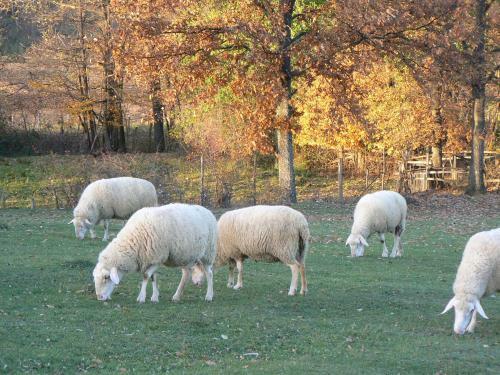 Agroturismo Country House Stoljetna Vila