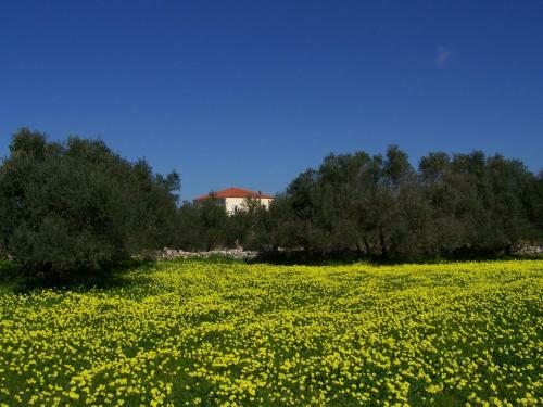 Apartamento Manolo S Olive Farm, With Seaview