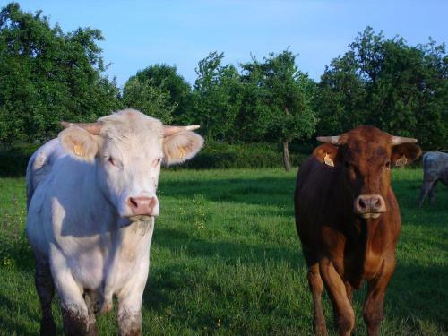 Bed & Breakfast L'etape Normande