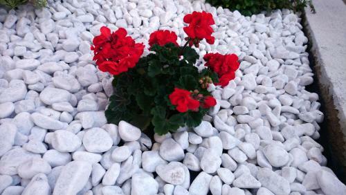 Apartment Slavica