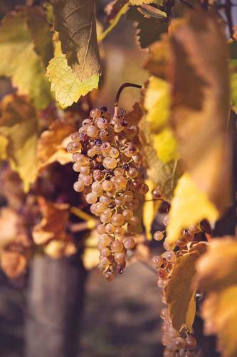 Apartamento Antal�czy Winery&apartments