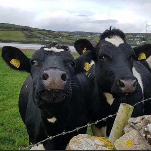 The Cuddly Cow Self-catering Property Farm Stay