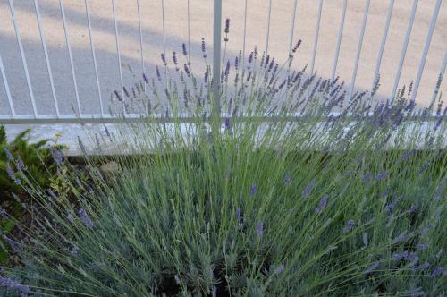 Apartment Lavanda