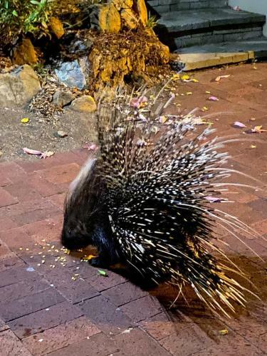 Apartamento Porcupine Walk