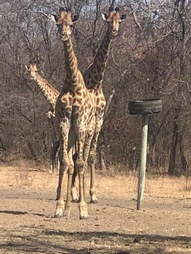 Hostal Thaba Meetse