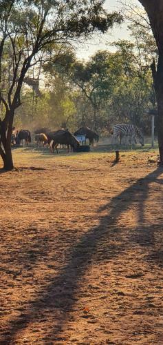 Hostal Thaba Meetse