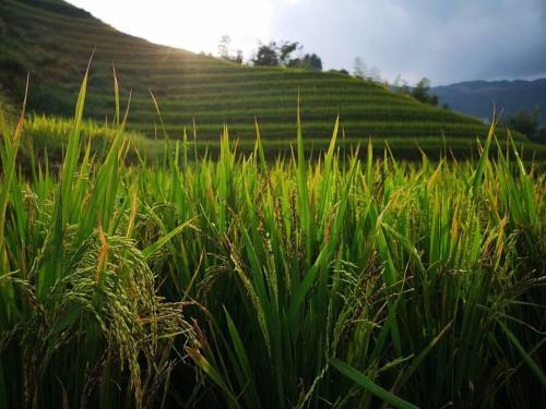 Longji Terrace Lavie Backpacker Hostel