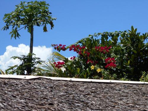 Hostal Jungle Flower Guest House