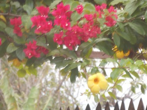 Hostal Jungle Flower Guest House