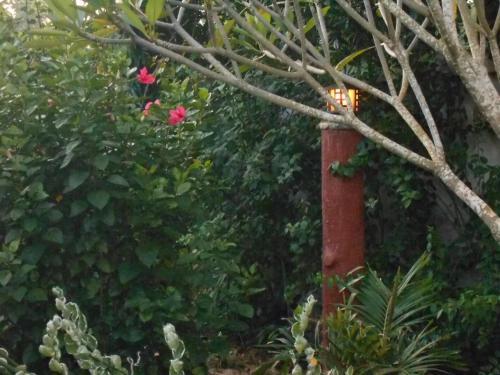 Hostal Jungle Flower Guest House