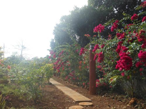 Hostal Jungle Flower Guest House