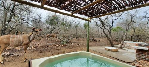 Olifant Bush House