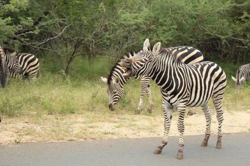 Hostal Kruger Afrique Lodge