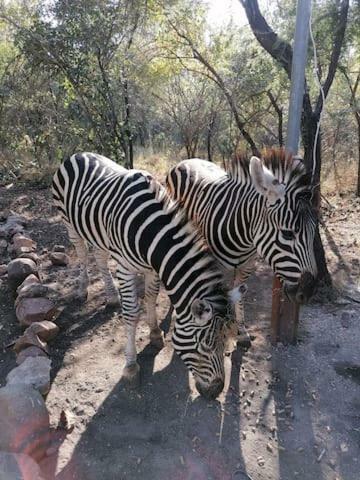 The Aloes Bush Lodge