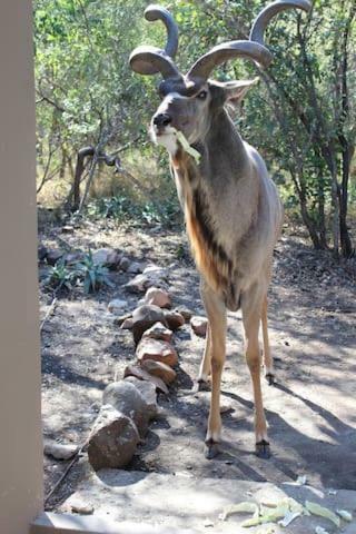 The Aloes Bush Lodge