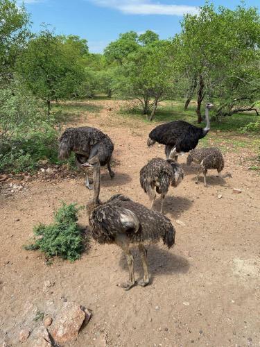Birdsong Kruger