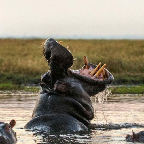 Hippo Hills 5 Bedroom Riverfront Ngwenya Lodge