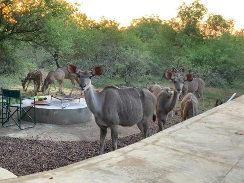 Apartamento Marloth Park Giraffe's Bush Villa