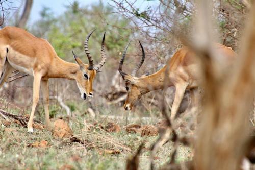 Jackals Dream - Self Catering Villa Bordering Kruger National Park