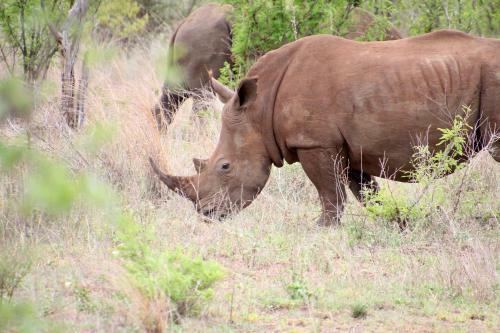 Jackals Dream - Self Catering Villa Bordering Kruger National Park