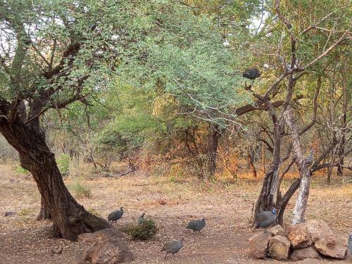 Guinea Fowl Cabanas Marloth Park