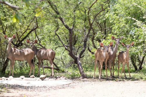 Apartamento Hello Kruger Hideaway Cottage