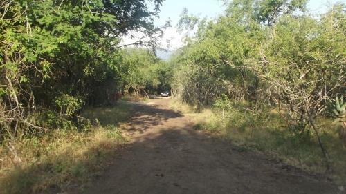 Leadwood Bush Escape