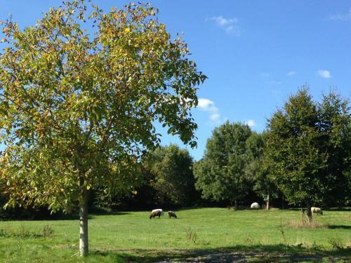 Bed & Breakfast De Kleine Mote