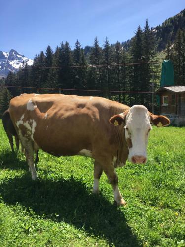 Apartamento Swiss Mountain Escape