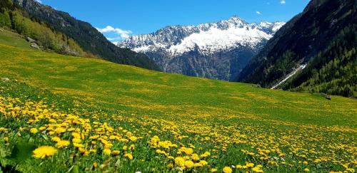 Hostal G�stehaus Alpengl�hn