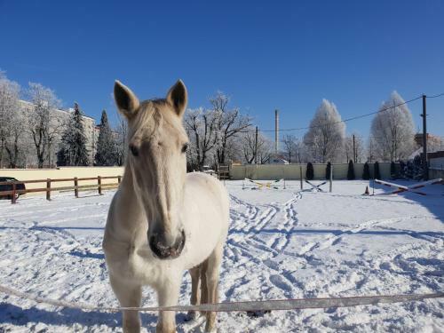 Agroturismo Farm Stay NH Stables