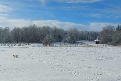 Chalet Bor?vka - Biofarma Na Samot? V Les�ch