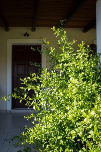 Apartamento Olive Grove Zakynthos