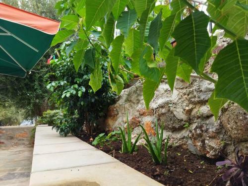 Rodomelo House - 3 Bedrooms