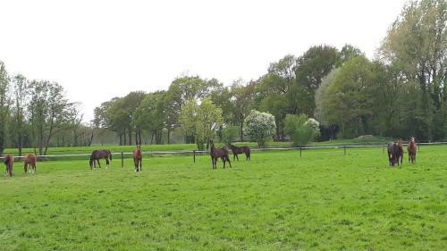 Vakantiewoning 't Haller Vorden