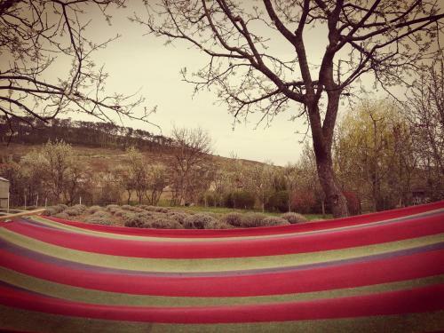 Lavander Garden Camping