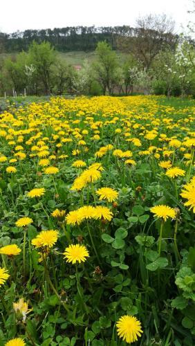 Lavander Garden Camping