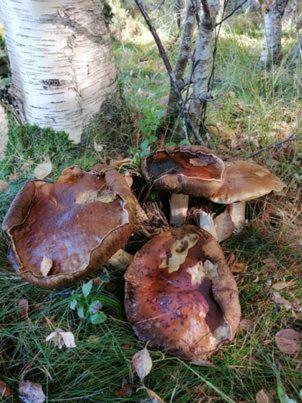 Landlig Hus P� Kysten