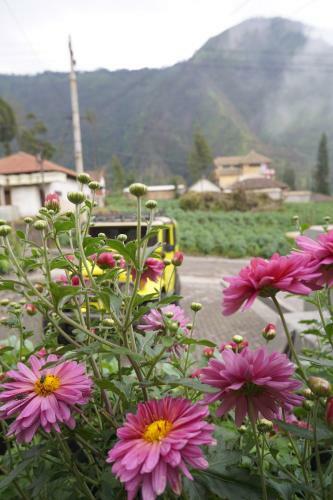 Hostal Homestay Lereng Bromo