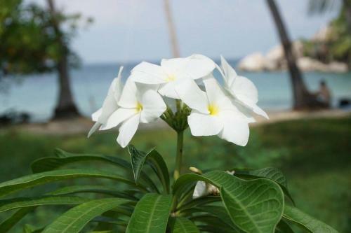 Sai Thong Resort At Sai Nuan Beach